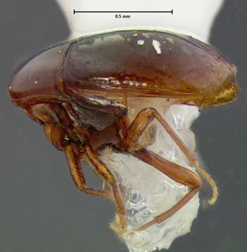 Media type: image;   Entomology 6636 Aspect: habitus lateral view